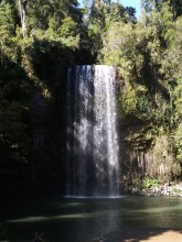 Le parc des chutes d'eau de Millaa Millaa