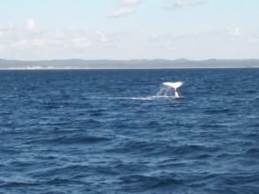 Les baleines de Hervey Bay